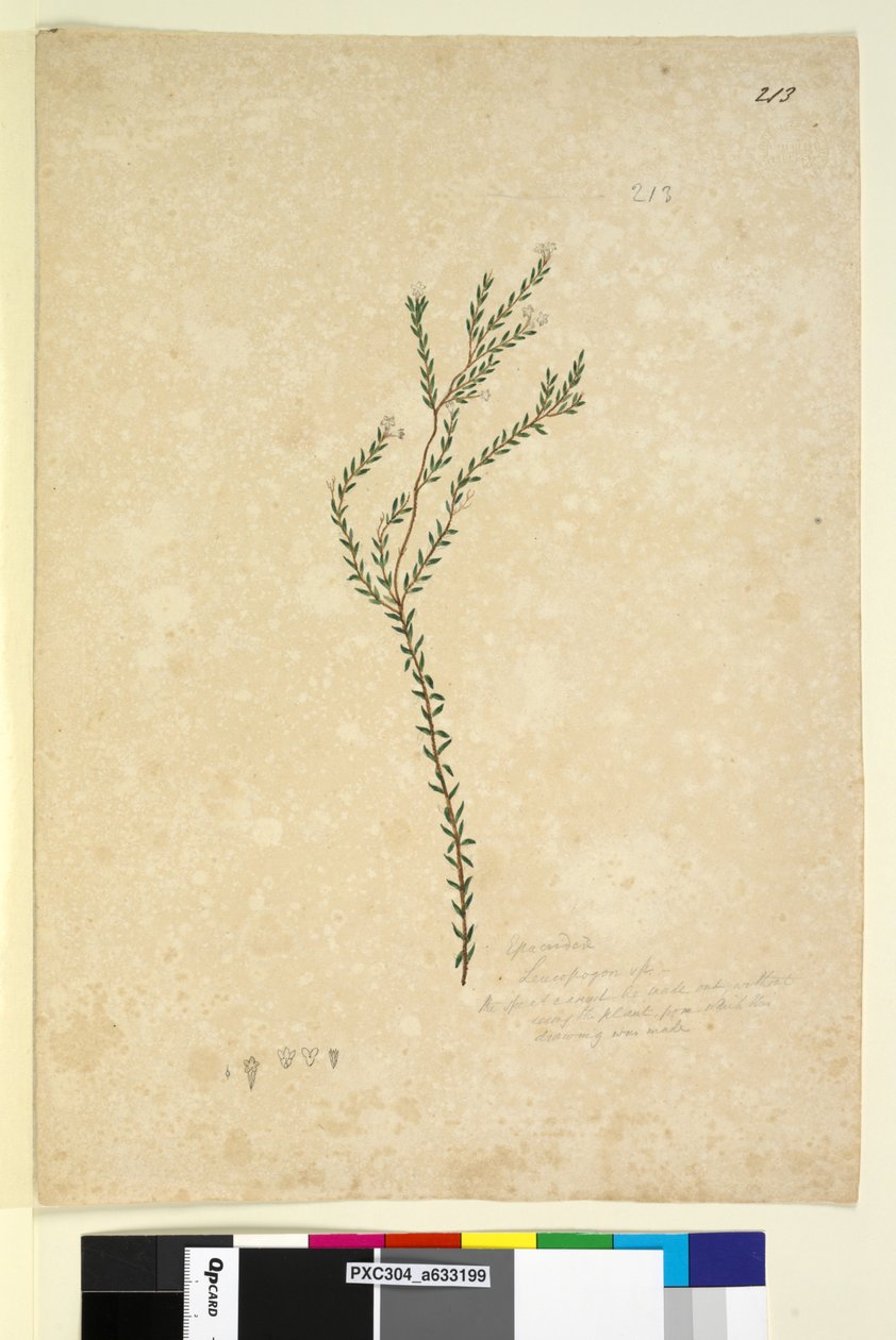पृष्ठ 213. एपैक्रिडिएल्यूकोपोगोन स्प।, C.1803-06 (डब्ल्यूसी, पेन, स्याही और पेंसिल) द्वारा जॉन विलियम लेविन
