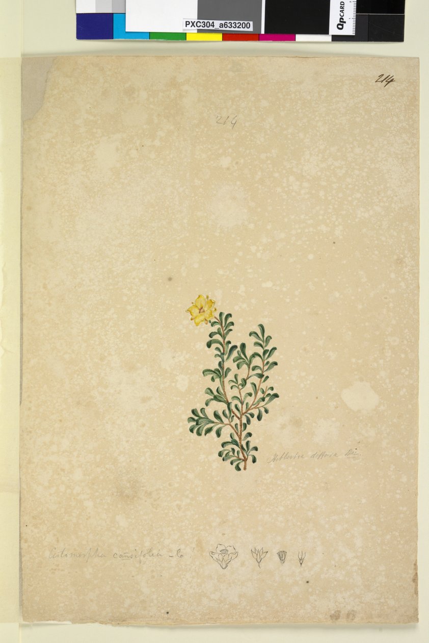 पृष्ठ 214. हिबर्टिया डिफ्यूज़ा, c.1803-06 (wc, pen, ink and pencil) द्वारा जॉन विलियम लेविन