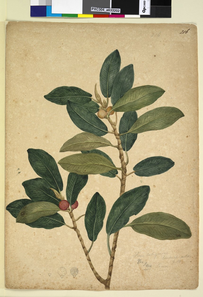 पृष्ठ 216. फ़िकस रूबिगिनोसा, c.1803-06 (wc, pen, स्याही और पेंसिल) द्वारा जॉन विलियम लेविन