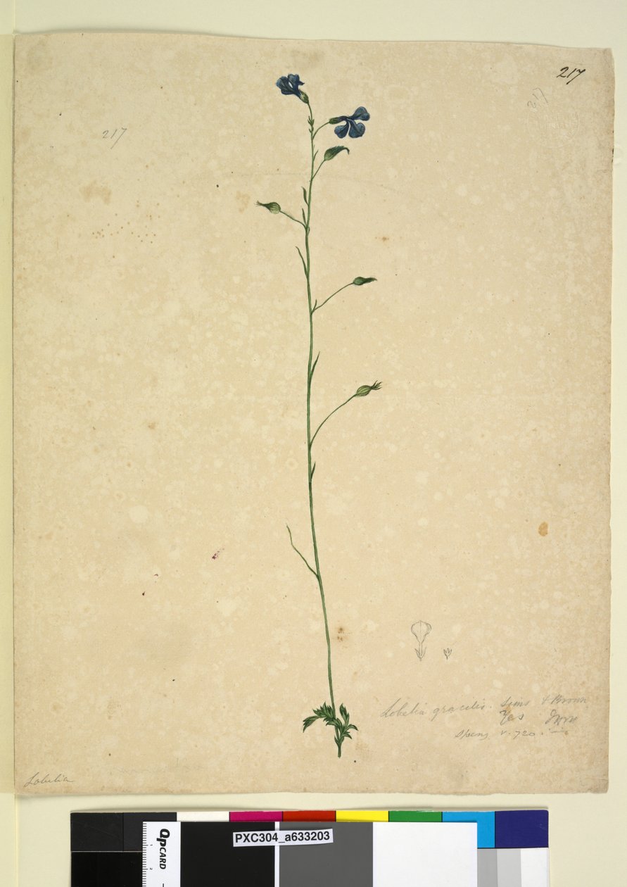 पृष्ठ 217. लोबेलिया ग्रेसीलिस, c.1803-06 (डब्ल्यूसी, पेन, स्याही और पेंसिल) द्वारा जॉन विलियम लेविन
