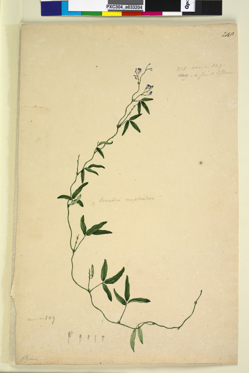 पृष्ठ 218. केनेडिया कॉम्पटनियाना हार्डबर्गिया कॉम्पटनियाना, c.1803-06 (wc, pen, ink and पेंसिल) द्वारा जॉन विलियम लेविन
