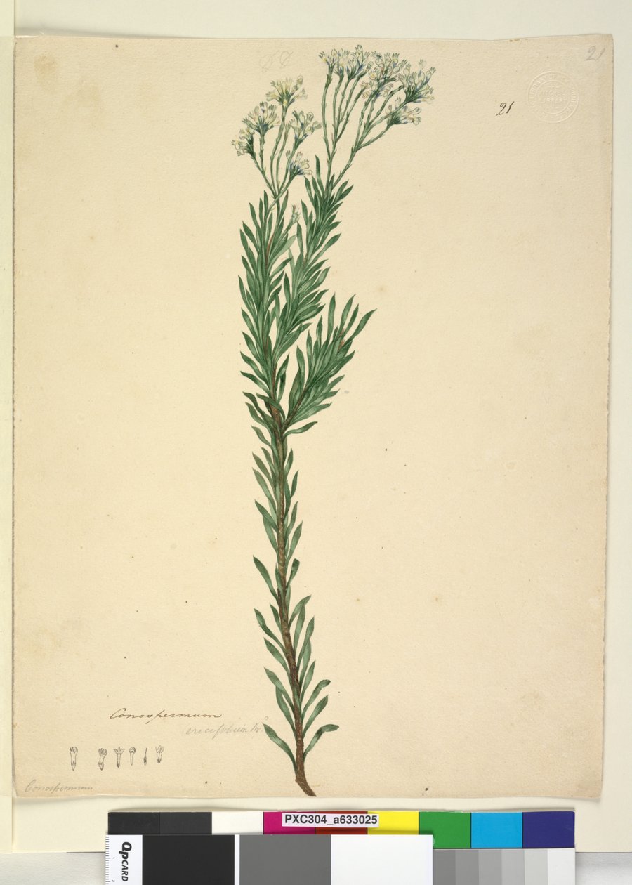 पृष्ठ 21. कोनोस्पर्म एरीसिफोलियम, c.1803-06 (wc, pen, स्याही और पेंसिल) द्वारा जॉन विलियम लेविन