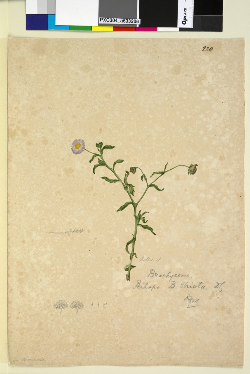 पृष्ठ 220. ब्राचिओम मल्टीफ़ीडा, c.1803-06 (wc, pen, स्याही और पेंसिल) द्वारा जॉन विलियम लेविन