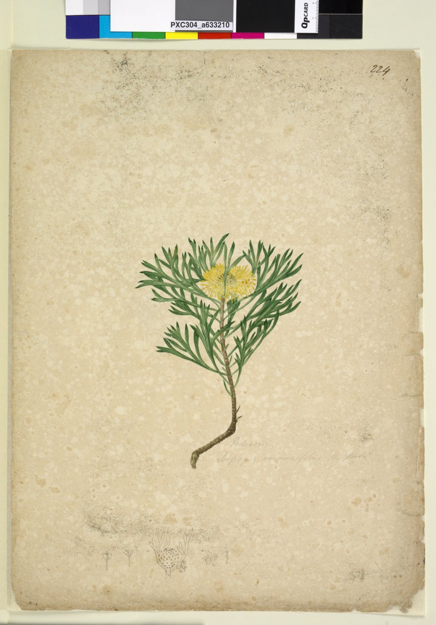 पृष्ठ 224. आइसोपोगोन एनीमीफोलियस, सी .1803-06 (डब्ल्यूसी, पेन, स्याही और पेंसिल) द्वारा जॉन विलियम लेविन