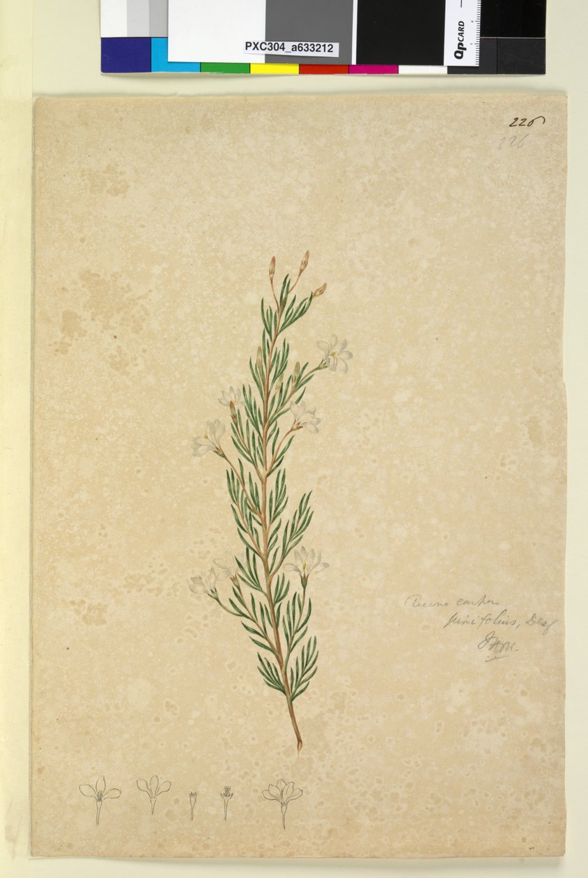 पृष्ठ 226. रिकिनोकार्पस पिनिफ़ोलियस, c.1803-06 (wc, pen, स्याही और पेंसिल) द्वारा जॉन विलियम लेविन