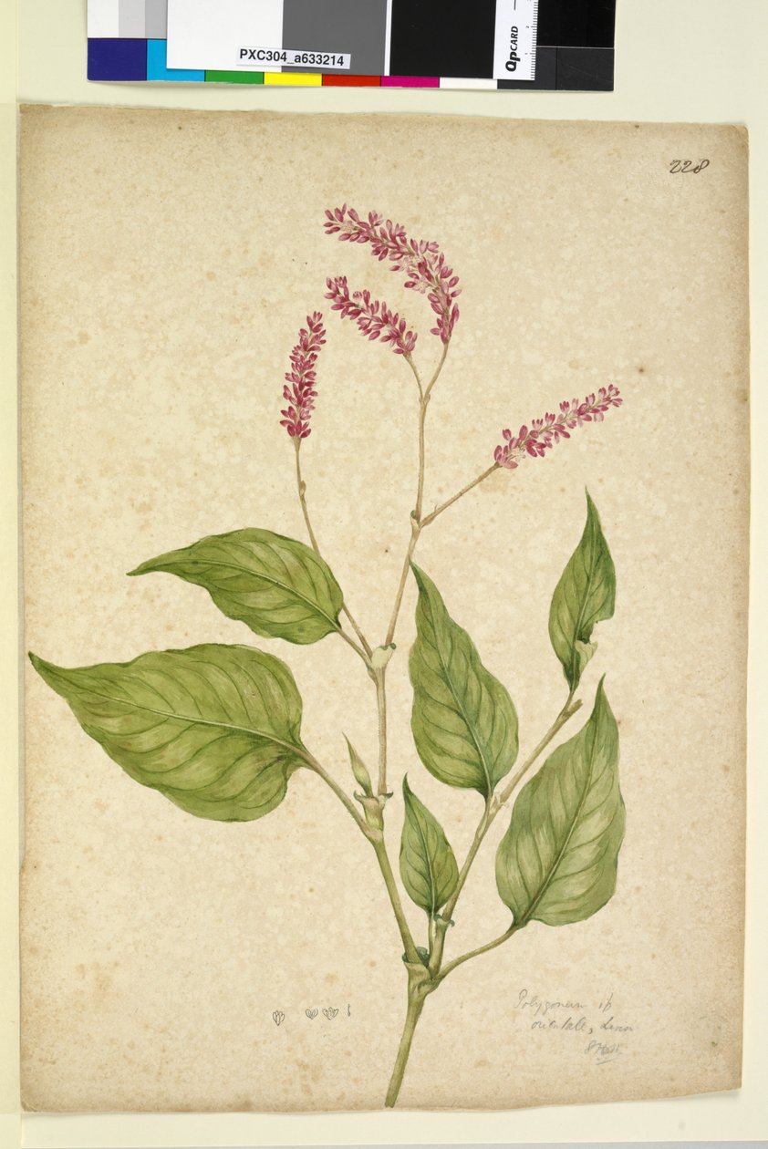 पृष्ठ 228. बहुभुज ओरिएंटल, c.1803-06 (wc, कलम, स्याही और पेंसिल) द्वारा जॉन विलियम लेविन
