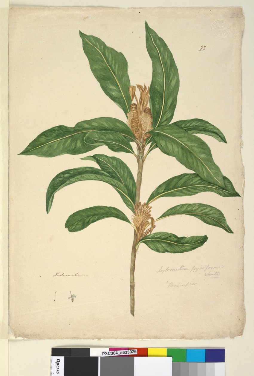 पृष्ठ 22. ज़ाइलोमेलम पिरिफ़ॉर्म, c.1803-06 (डब्ल्यूसी, पेन, स्याही और पेंसिल) द्वारा जॉन विलियम लेविन
