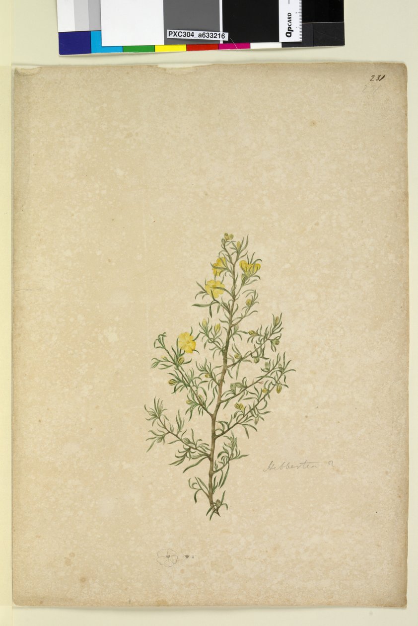 पृष्ठ 231. हिबर्टिया सपा, c.1803-06 (wc, कलम, स्याही और पेंसिल) द्वारा जॉन विलियम लेविन