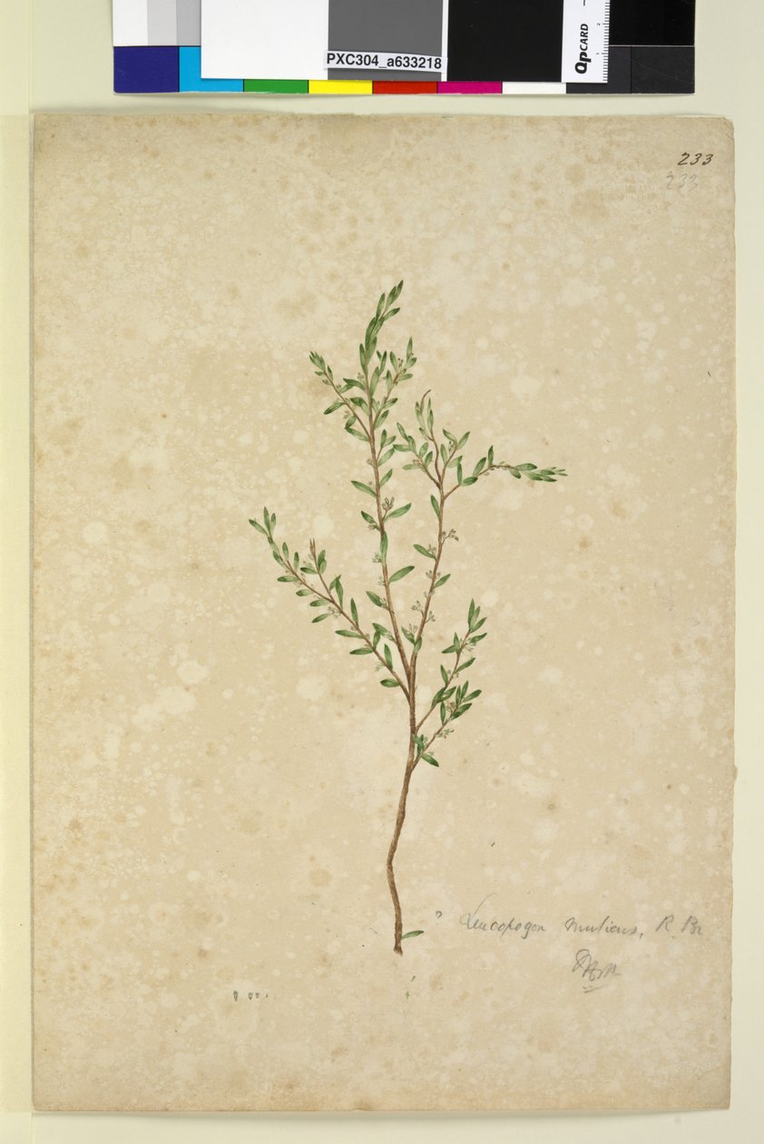 पृष्ठ 233. ल्यूकोपोगोन, c.1803-06 (wc, pen, स्याही और पेंसिल) द्वारा जॉन विलियम लेविन