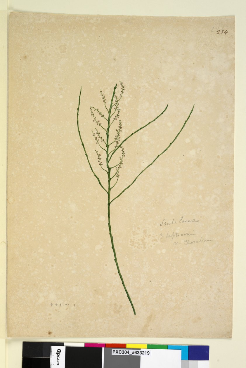 पृष्ठ 234. लेप्टोमेरिया, c.1803-06 (wc, pen, स्याही और पेंसिल) द्वारा जॉन विलियम लेविन