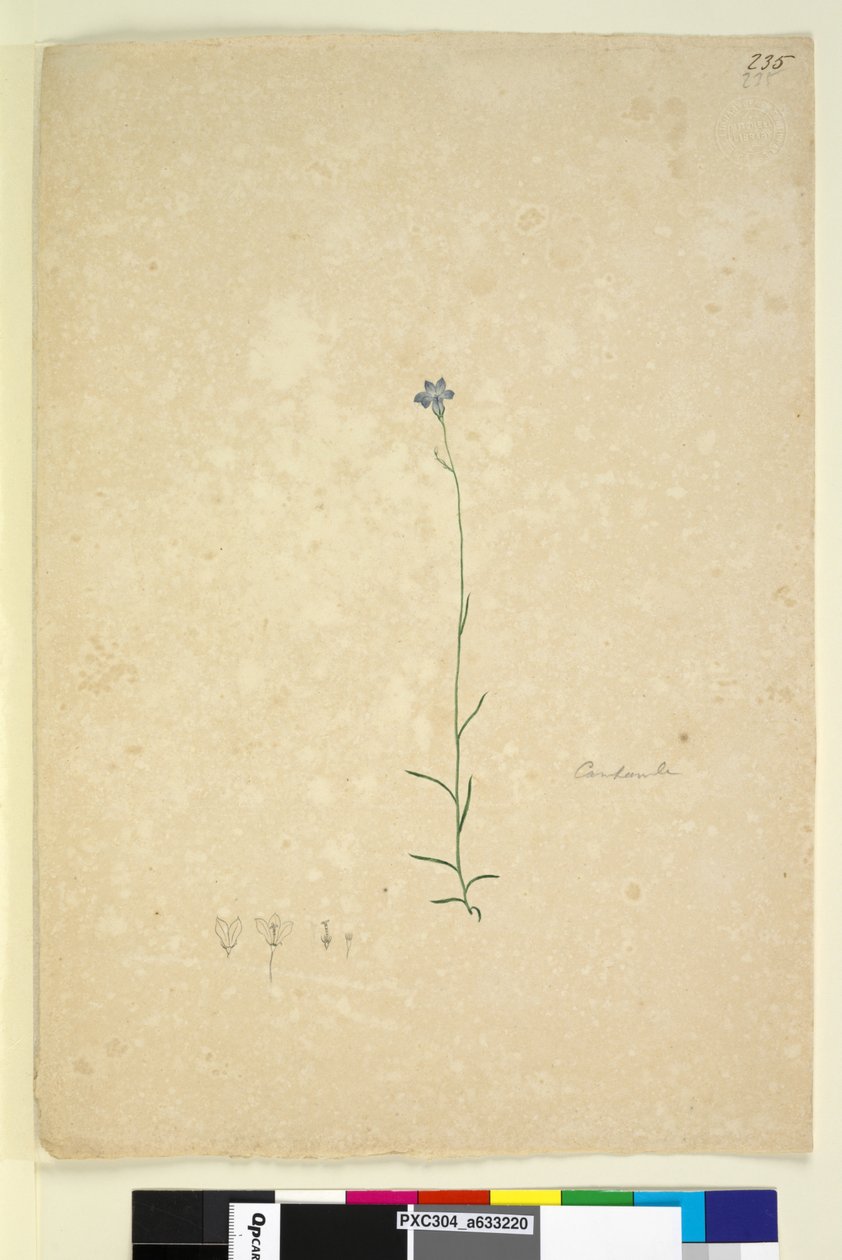 पृष्ठ 235. कैम्पानुला, c.1803-06 (wc, कलम, स्याही और पेंसिल) द्वारा जॉन विलियम लेविन