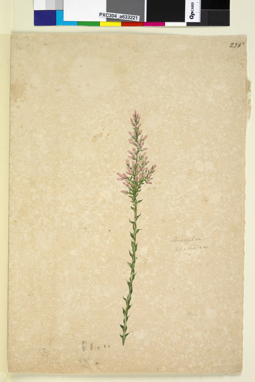 पृष्ठ 236. स्प्रेंगेलिया, c.1803-06 (wc, कलम, स्याही और पेंसिल) द्वारा जॉन विलियम लेविन