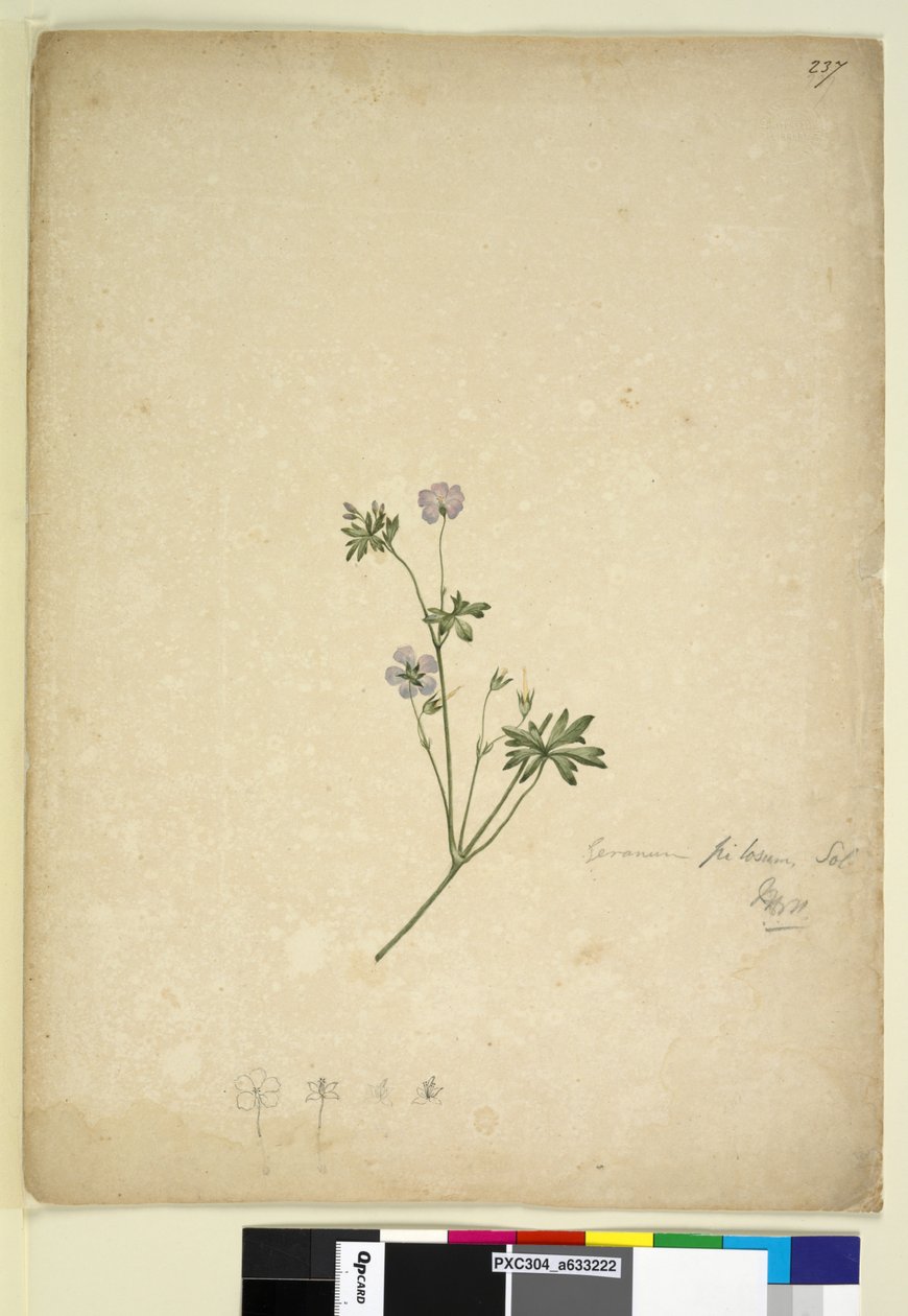 पृष्ठ 237. जेरियम पाइलोसम, c.1803-06 (wc, pen, ink and pencil) द्वारा जॉन विलियम लेविन