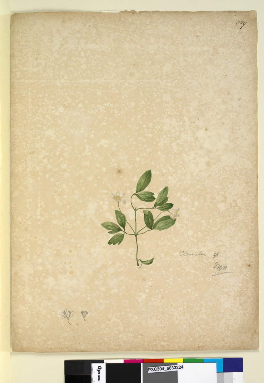 पृष्ठ 239. क्लेमाटिस, c.1803-06 (wc, कलम, स्याही और पेंसिल) द्वारा जॉन विलियम लेविन