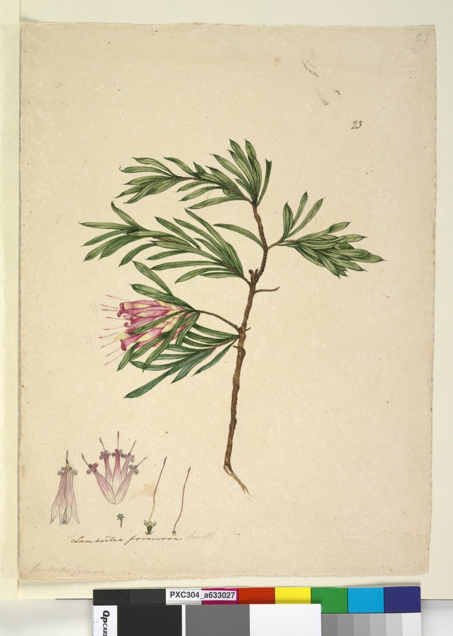 पृष्ठ 23. लाम्बर्टिया फॉर्मोसा, c.1803-06 (wc, pen, स्याही और पेंसिल) द्वारा जॉन विलियम लेविन