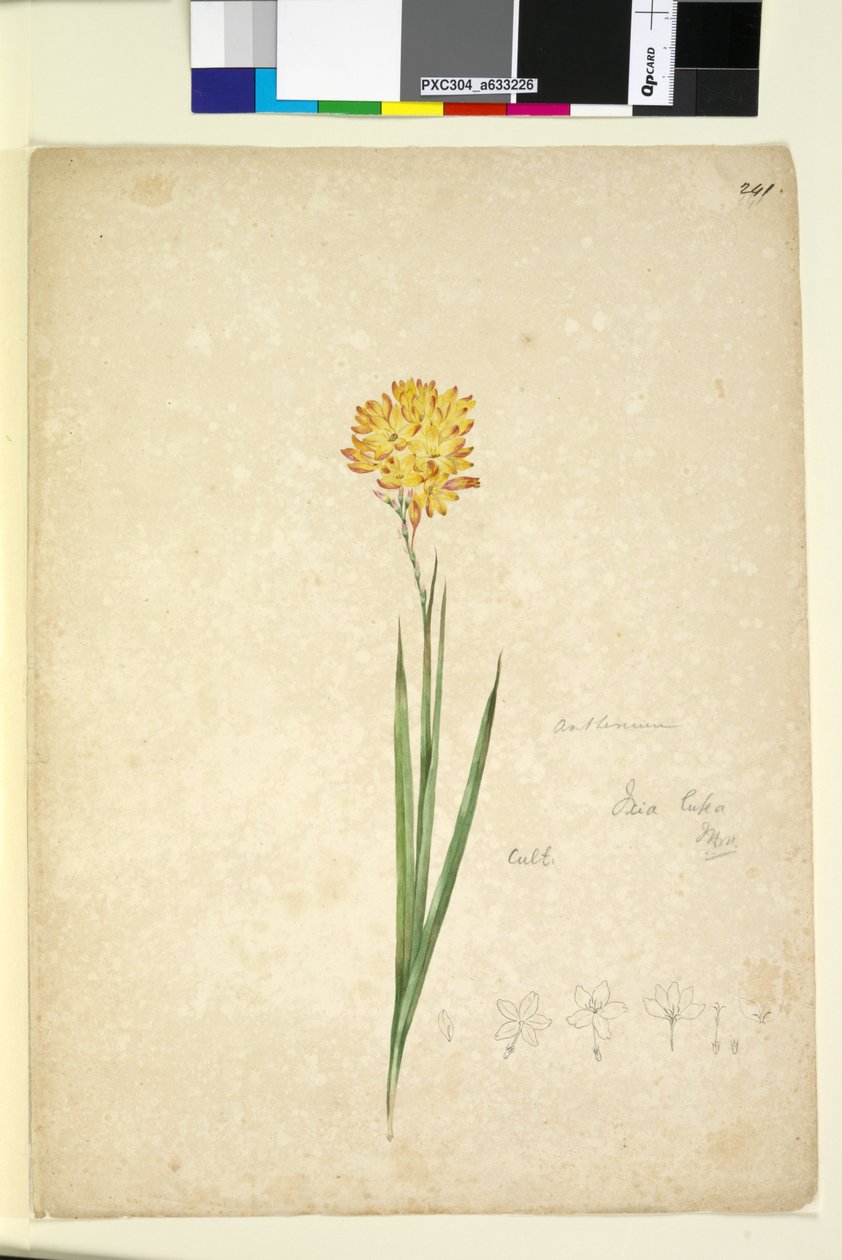 पृष्ठ 241. Ixia lutea, c.1803-06 (wc, pen, ink and pencil) द्वारा जॉन विलियम लेविन