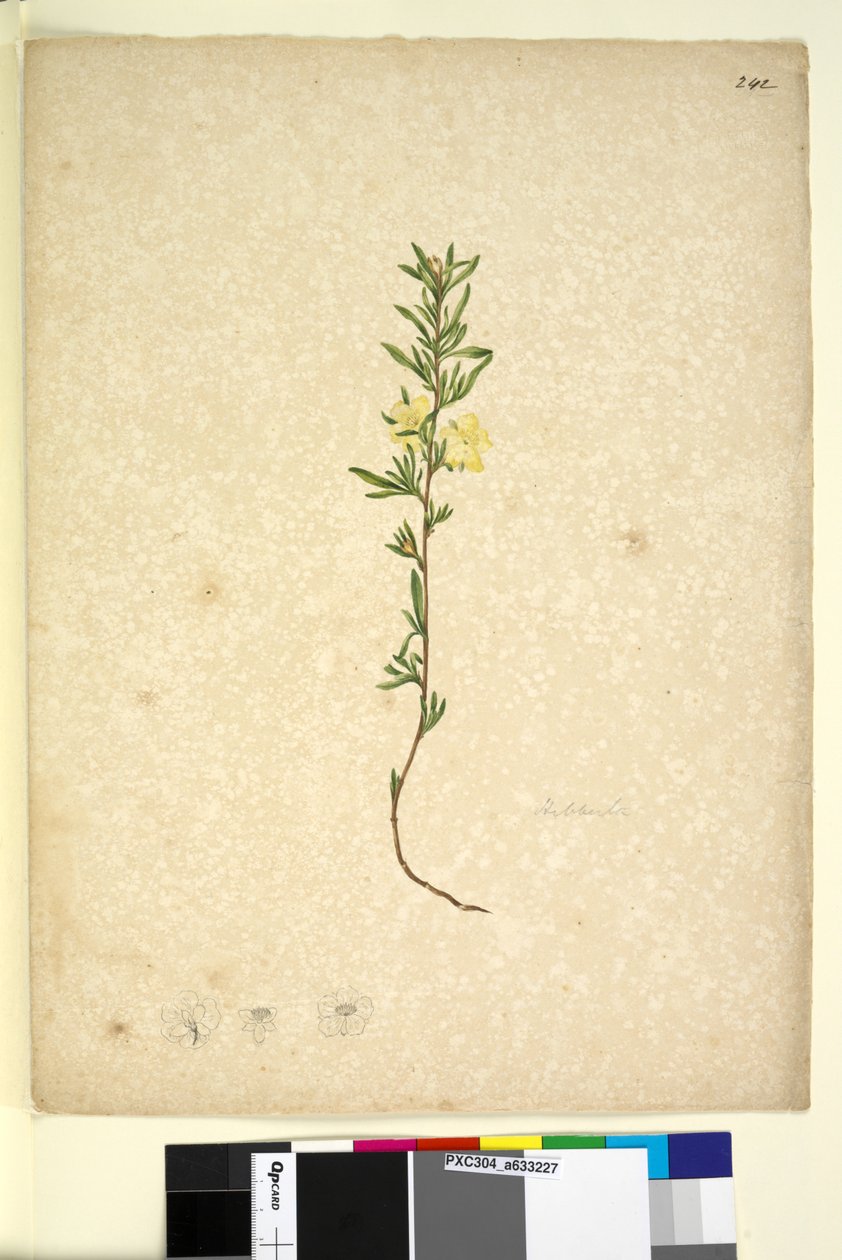 पृष्ठ 242. हिब्बर्टा, c.1803-06 (wc, कलम, स्याही और पेंसिल) द्वारा जॉन विलियम लेविन
