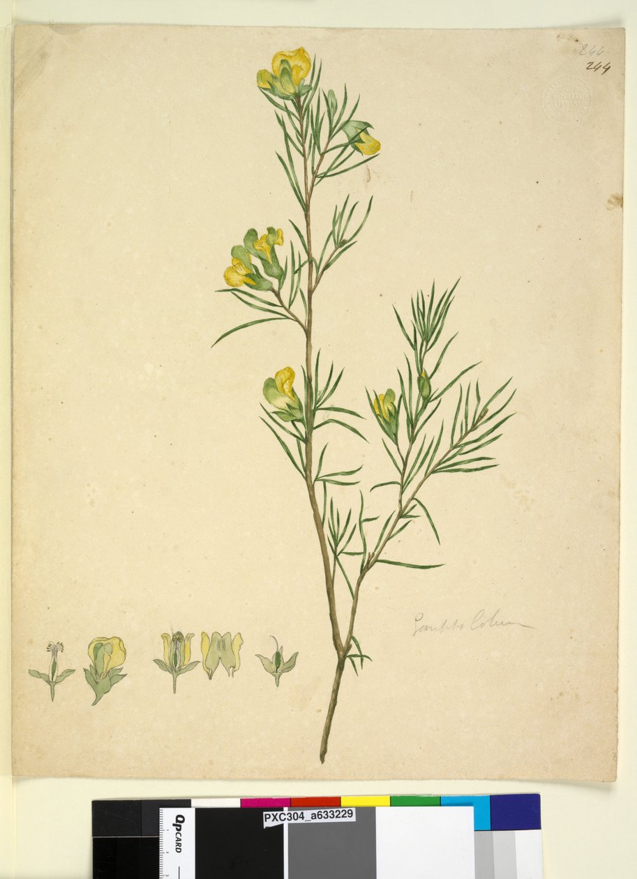 पृष्ठ 244. गोम्फोलोबियम, c.1803-06 (wc, pen, स्याही और पेंसिल) द्वारा जॉन विलियम लेविन
