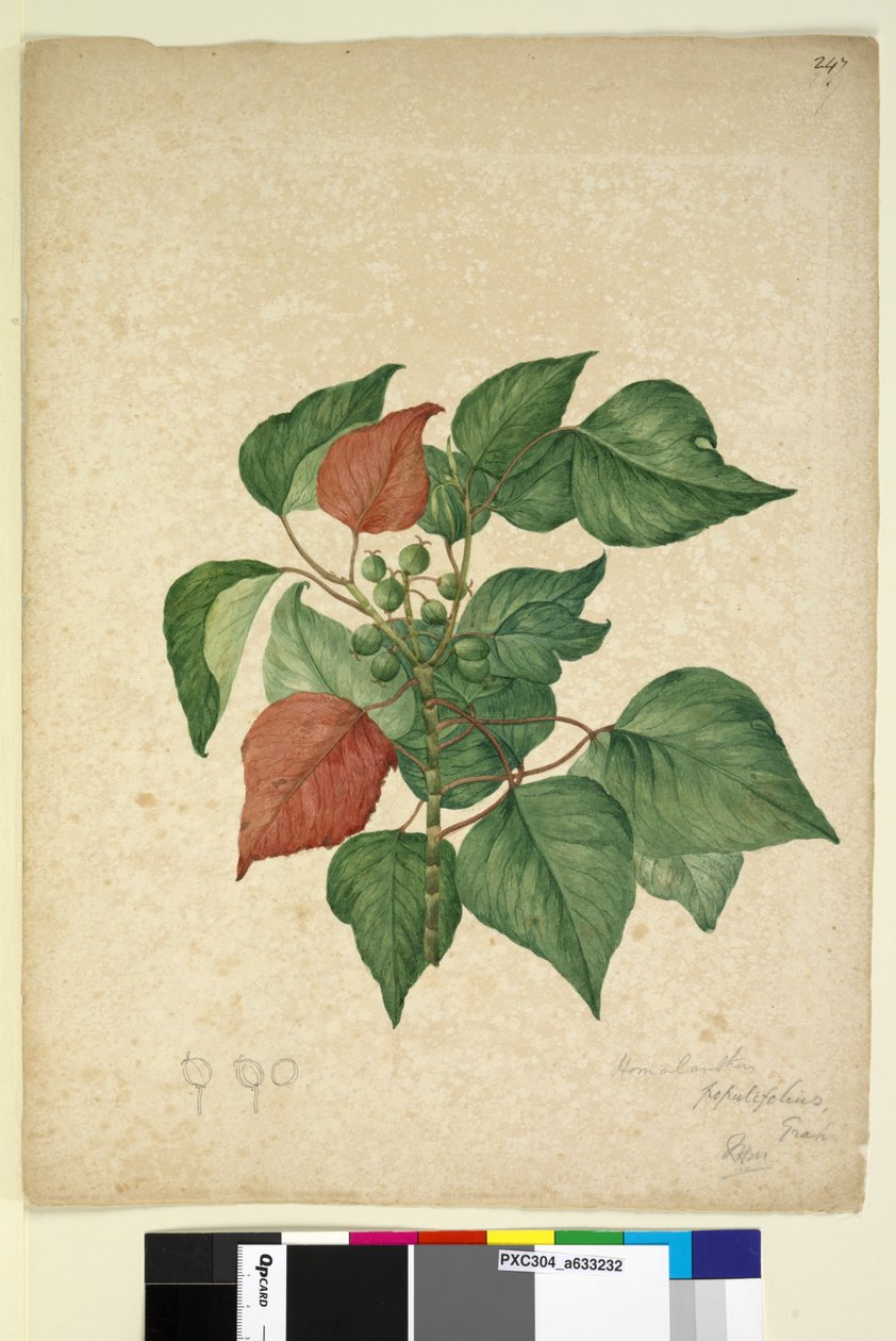 पृष्ठ 247. होमोलैंथस पॉपुलिफ़ोलिअस ओमालैंथस पॉपुलिफ़ोलिअस, c.1803-06 (डब्ल्यूसी, कलम, स्याही और पेंसिल) द्वारा जॉन विलियम लेविन