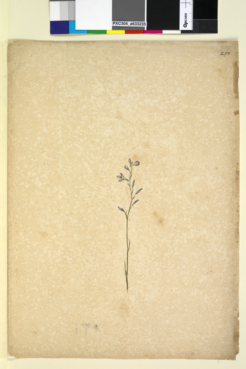 पृष्ठ 250. अज्ञात पौधा, c.1803-06 (wc, pen, ink and pencil) द्वारा जॉन विलियम लेविन