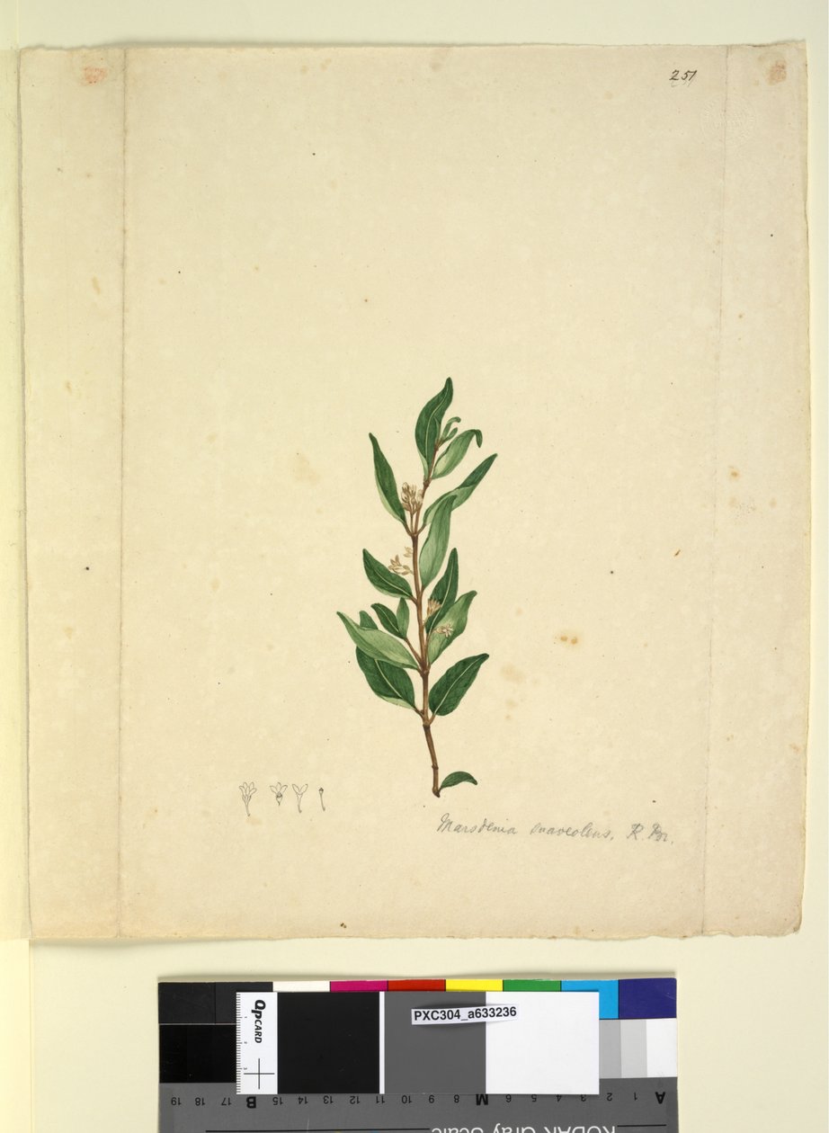 पृष्ठ 251. मार्सडेनिया सवेवोलेंस, c.1803-06 (डब्ल्यूसी, पेन, स्याही और पेंसिल) द्वारा जॉन विलियम लेविन
