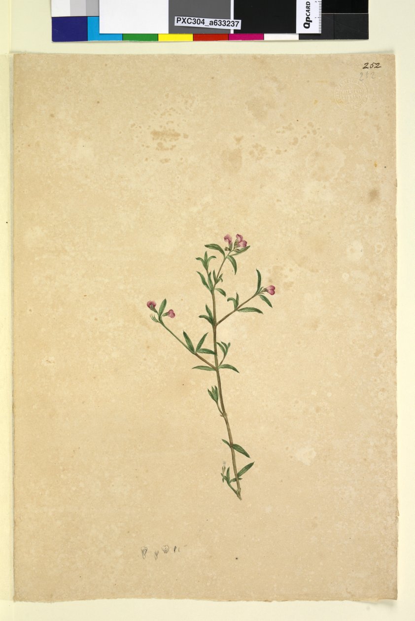 पृष्ठ 252. अज्ञात पौधा, c.1803-06 (wc, pen, ink and pencil) द्वारा जॉन विलियम लेविन