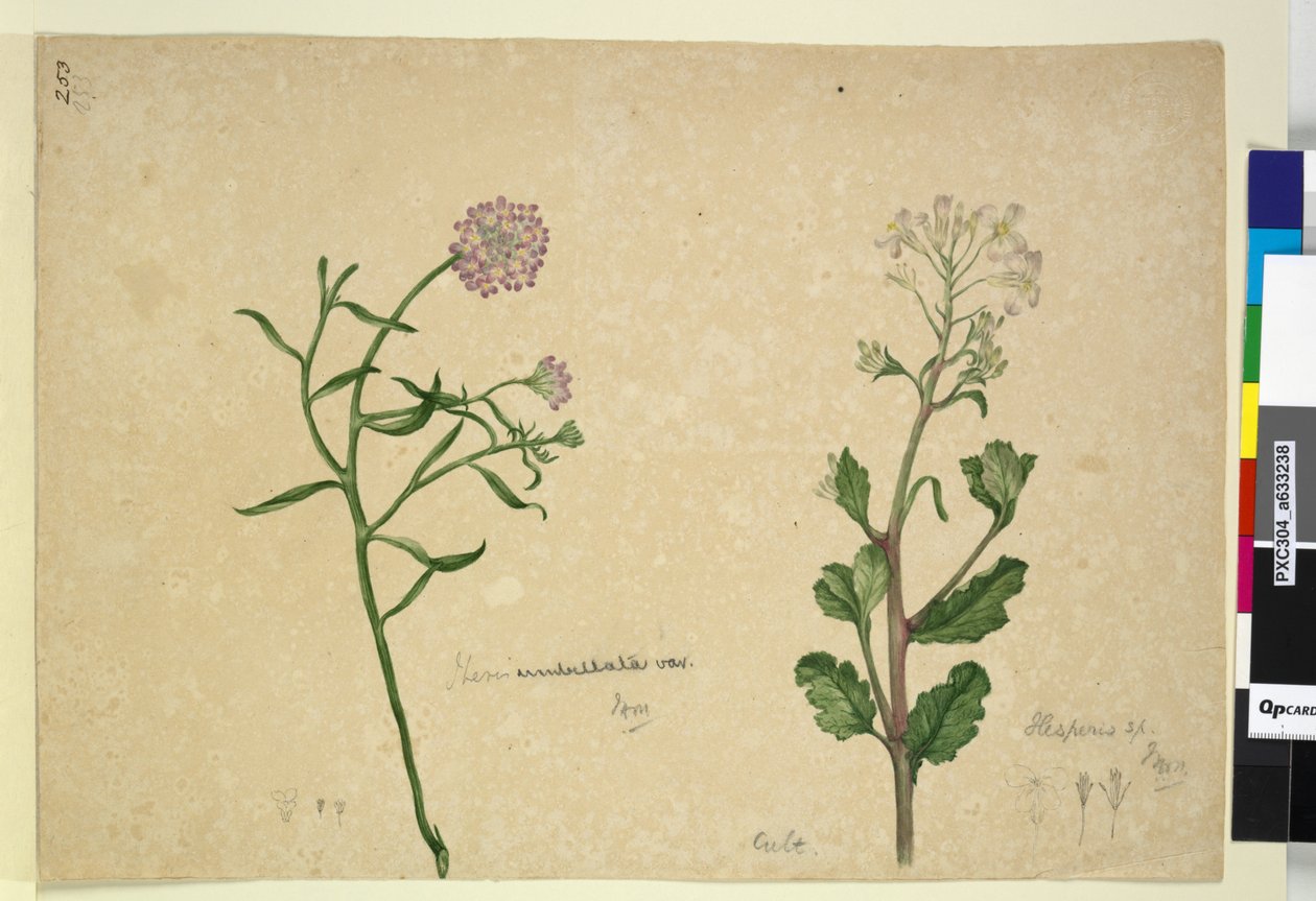 पृष्ठ 253. इबेरिस गर्भलता; हेस्पेरिस सपा।, c.1803-06 (डब्ल्यूसी, कलम, स्याही और पेंसिल) द्वारा जॉन विलियम लेविन