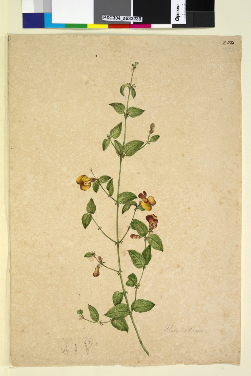 पृष्ठ 254. प्लैटाइलोबियम, c.1803-06 (wc, pen, स्याही और पेंसिल) द्वारा जॉन विलियम लेविन