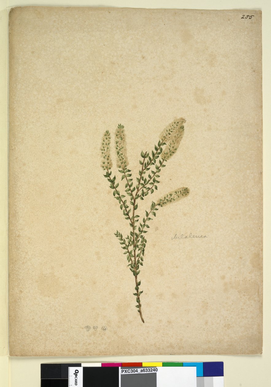पृष्ठ 255. मेलेलुका, c.1803-06 (डब्ल्यूसी, कलम, स्याही और पेंसिल) द्वारा जॉन विलियम लेविन