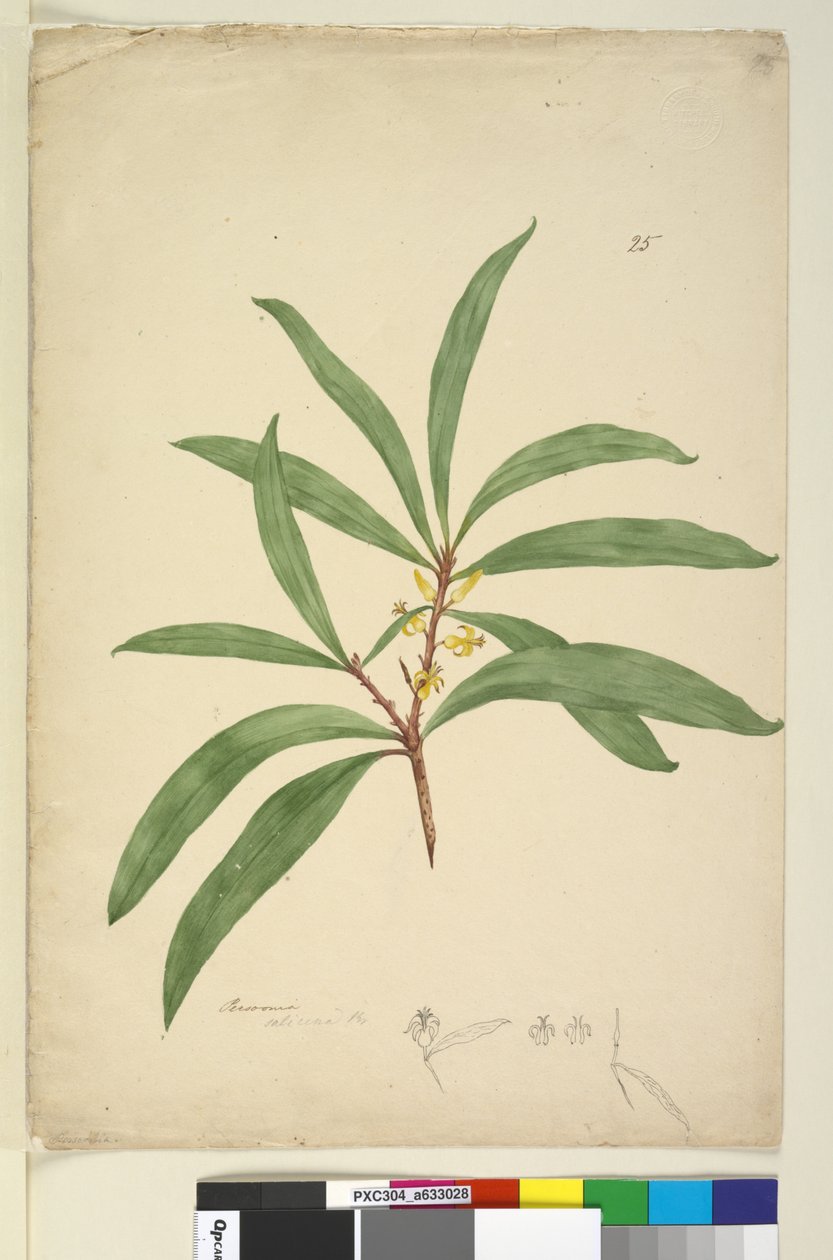 पृष्ठ 25. पर्सूनिया सैलिसिना, c.1803-06 (wc, pen, स्याही और पेंसिल) द्वारा जॉन विलियम लेविन
