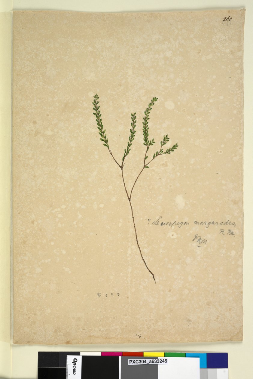 पृष्ठ 260. ल्यूकोपोगोन मार्ग्रोड्स, c.1803-06 (wc, pen, इंक और पेंसिल) द्वारा जॉन विलियम लेविन
