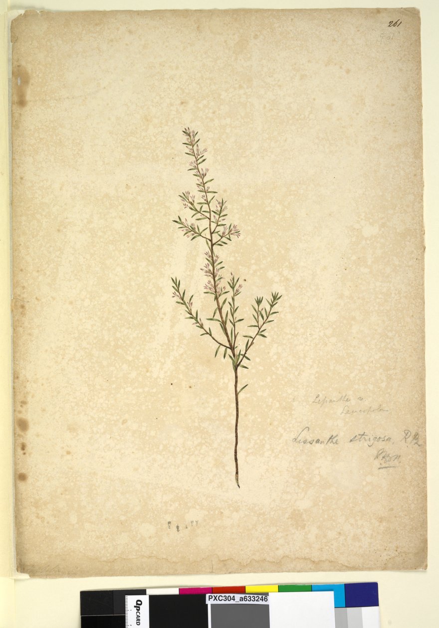 पृष्ठ 261. लिसेन्थे स्ट्रिगोसा, c.1803-06 (wc, pen, ink and pencil) द्वारा जॉन विलियम लेविन
