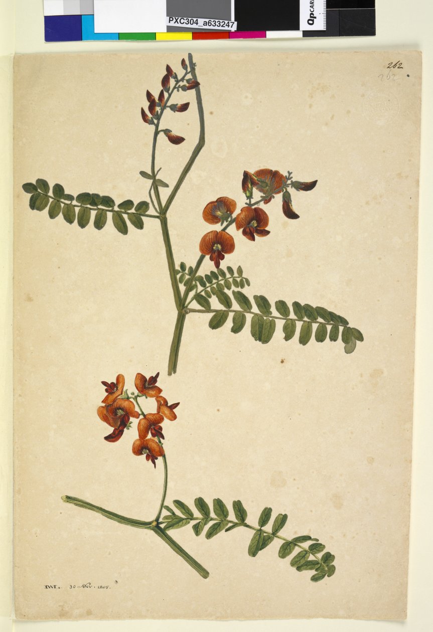 पृष्ठ 262. हस्ताक्षरित: IWL 30 Nov. 1805, c.1803-06 (wc, pen, ink and pencil) द्वारा जॉन विलियम लेविन