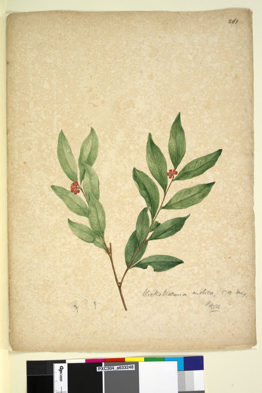 पृष्ठ 263. विक्रोस्त्रैमिया इंडिका, c.1803-06 (डब्ल्यूसी, पेन, स्याही और पेंसिल) द्वारा जॉन विलियम लेविन
