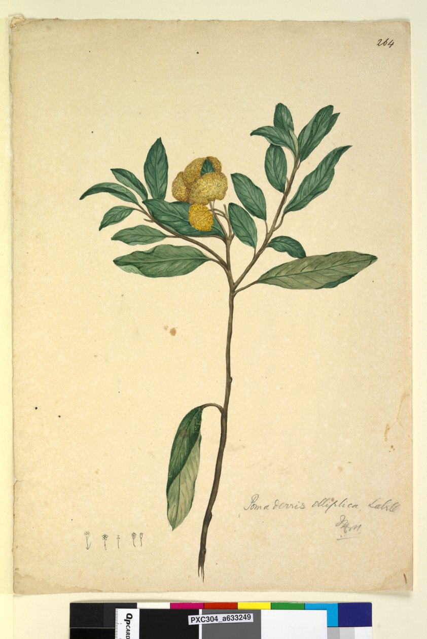 पृष्ठ 264. पोमाडेरिस एलिप्टिका, c.1803-06 (wc, pen, ink and pencil) द्वारा जॉन विलियम लेविन