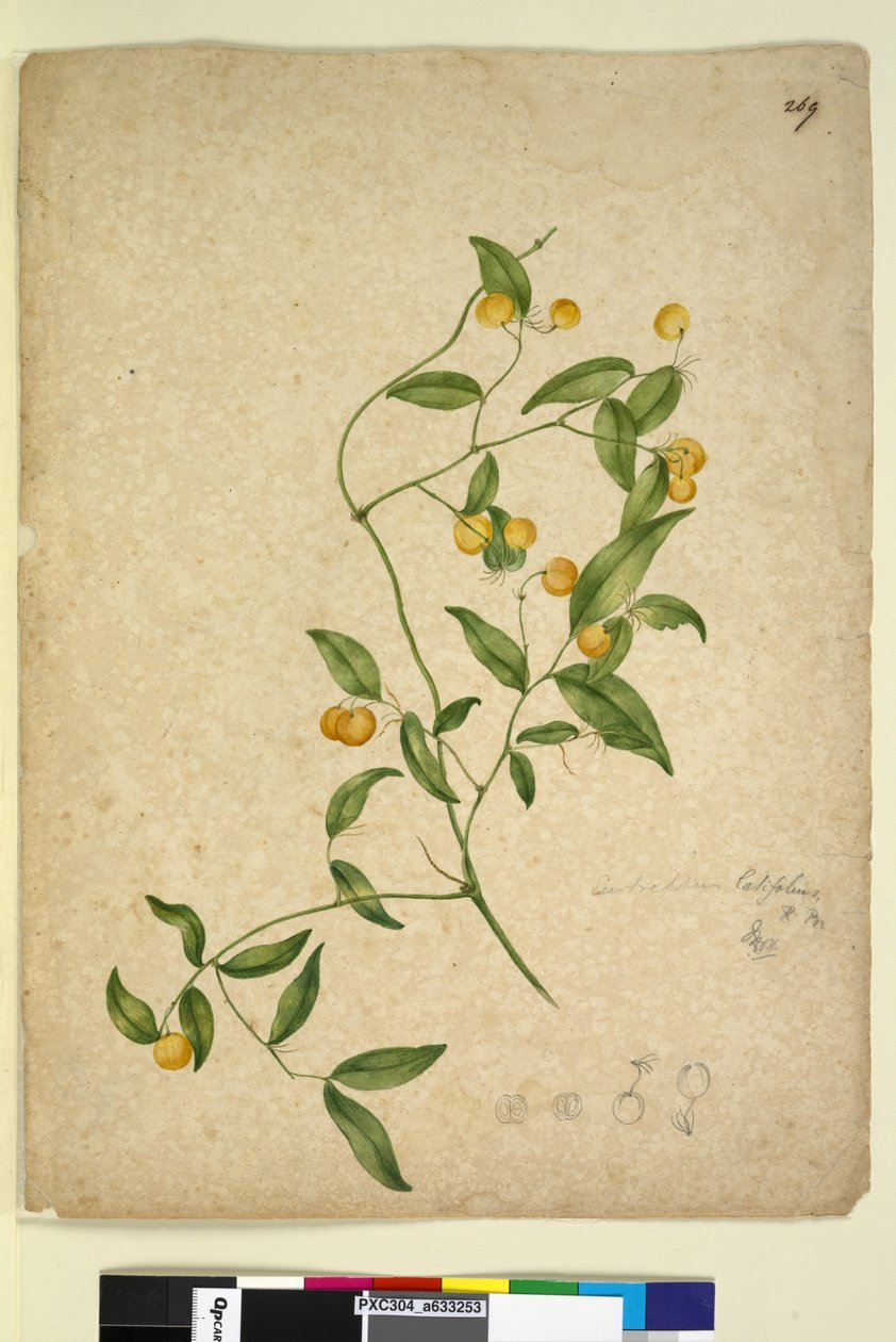 पृष्ठ 269. Eustrephus latifolius, c.1803-06 (wc, pen, स्याही और पेंसिल) द्वारा जॉन विलियम लेविन