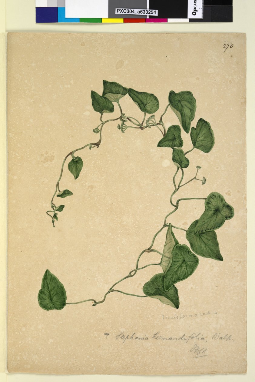 पृष्ठ 270. स्टेफ़ानिया हर्नांडिफ़ोलिया, c.1803-06 (wc, pen, ink and pencil) द्वारा जॉन विलियम लेविन