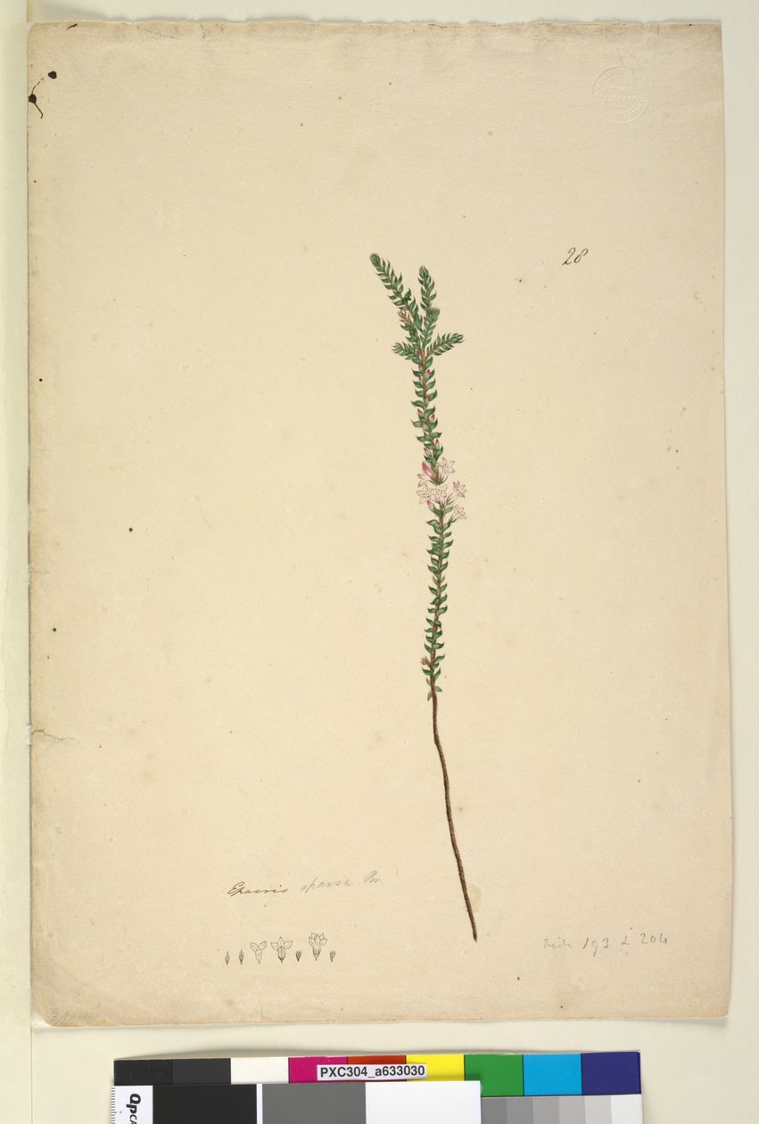 पृष्ठ 28. एपैक्रिस स्पार्सा, c.1803-06 (डब्ल्यूसी, पेन, स्याही और पेंसिल) द्वारा जॉन विलियम लेविन