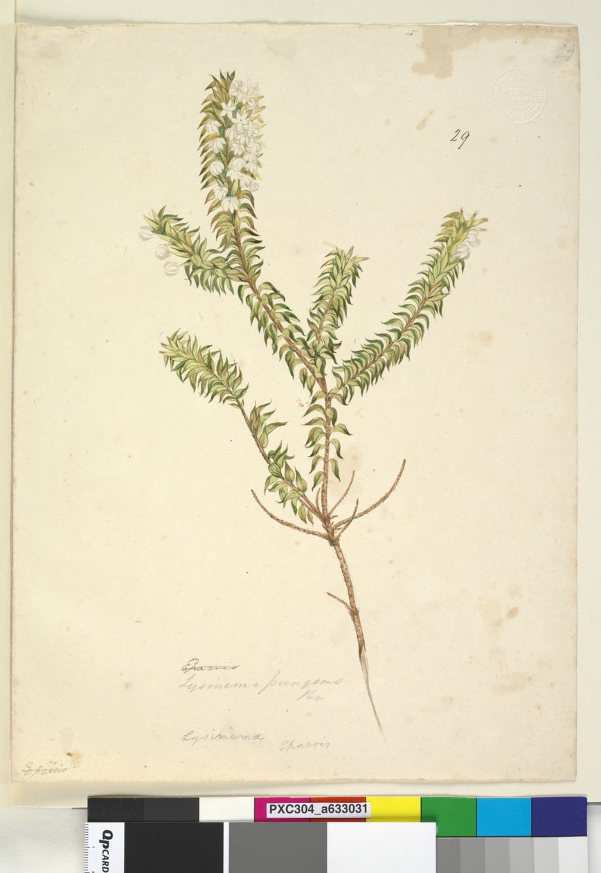 पृष्ठ 29. लाइसिनिमा, c.1803-06 (डब्ल्यूसी, पेन, स्याही और पेंसिल) द्वारा जॉन विलियम लेविन