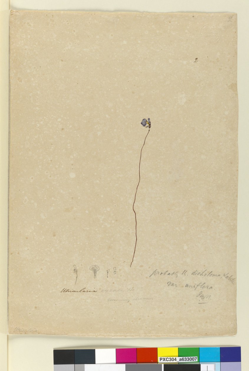पृष्ठ 2. यूट्रीकुलरिया डिचोटोमा, c.1803-06 (डब्ल्यूसी, पेन, स्याही और पेंसिल) द्वारा जॉन विलियम लेविन