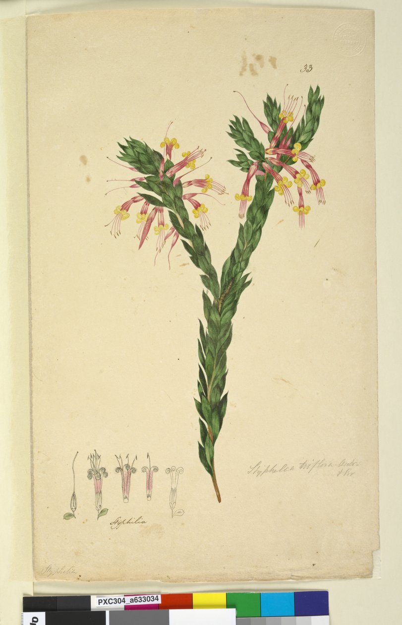 पृष्ठ 33. स्टेफेलिया ट्राइफ्लोरा, c.1803-06 (wc, pen, ink and pencil) द्वारा जॉन विलियम लेविन