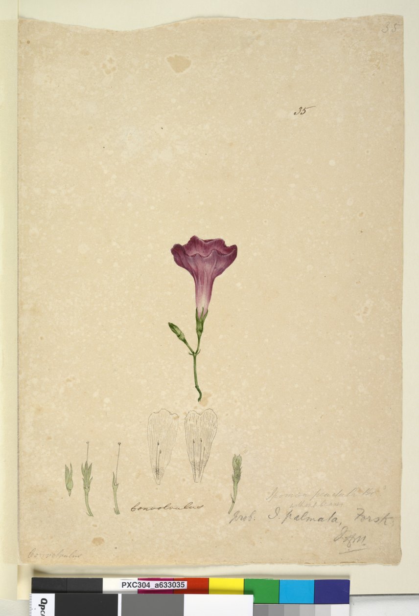पृष्ठ 35. इपोमो पामेटा, c.1803-06 (डब्ल्यूसी, पेन, स्याही और पेंसिल) द्वारा जॉन विलियम लेविन