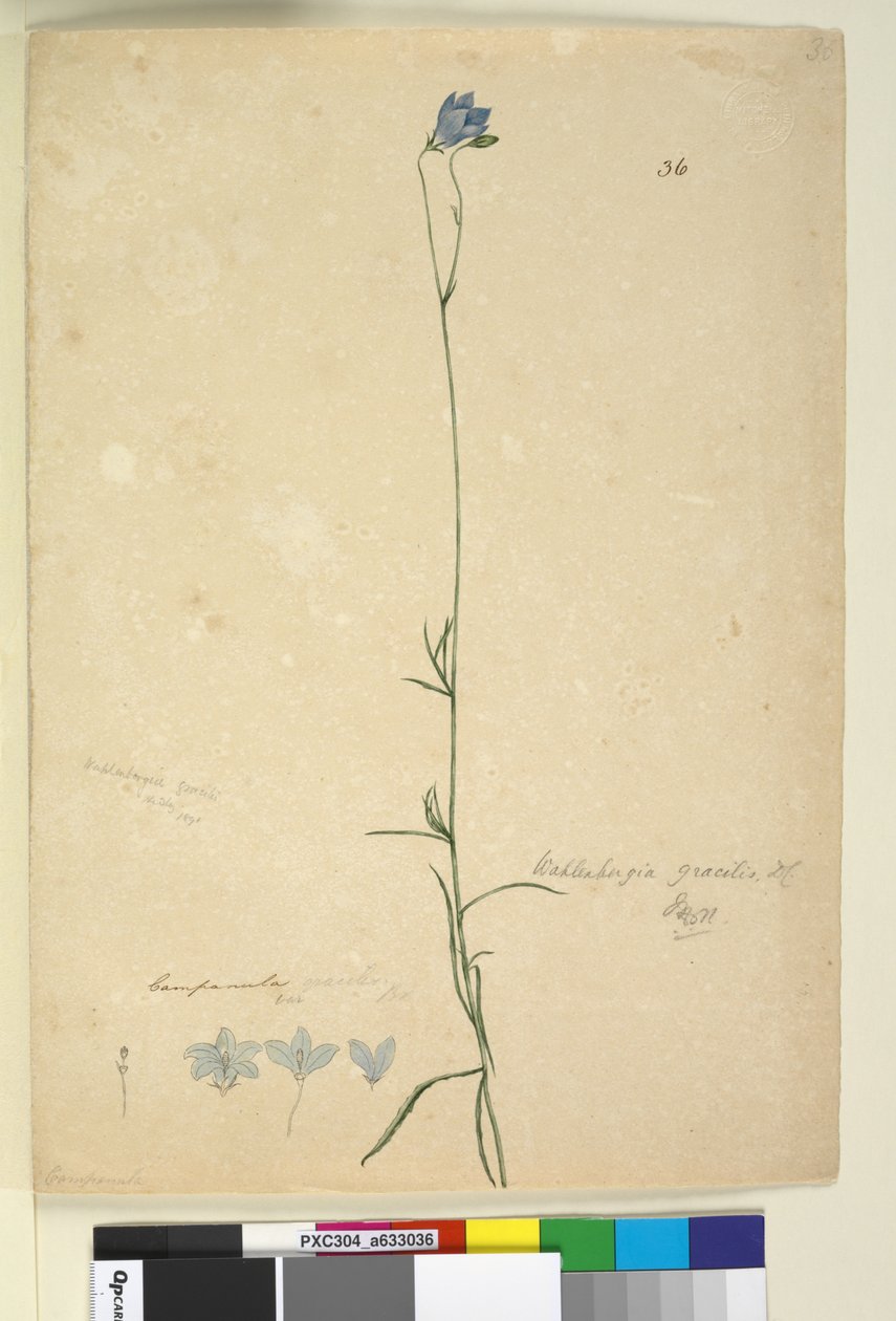 पृष्ठ 36. वेलेनबर्गिया ग्रैसिलिस, c.1803-06 (डब्ल्यूसी, पेन, स्याही और पेंसिल) द्वारा जॉन विलियम लेविन