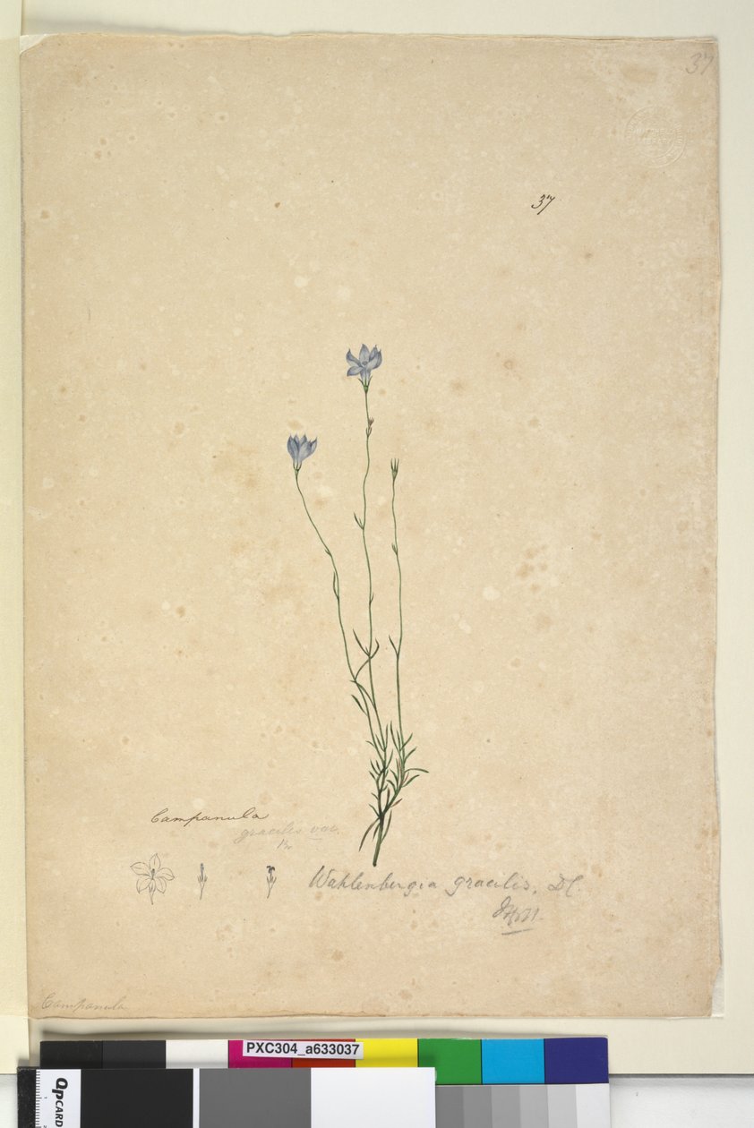 पृष्ठ 37. वेलेनबर्गिया ग्रैसिलिस, c.1803-06 (डब्ल्यूसी, पेन, स्याही और पेंसिल) द्वारा जॉन विलियम लेविन