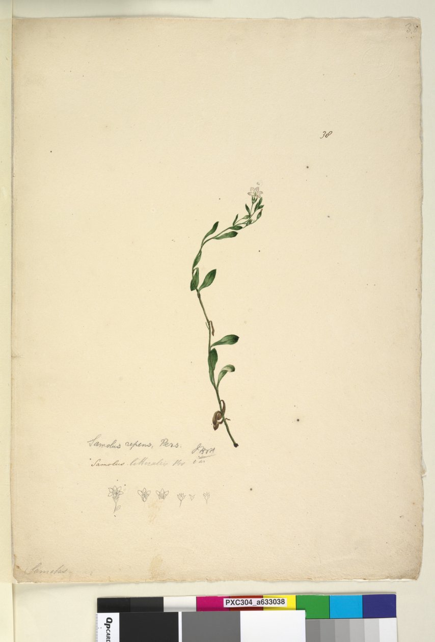 पृष्ठ 38. सैमोलस रेपेन्स, c.1803-06 (wc, pen, स्याही और पेंसिल) द्वारा जॉन विलियम लेविन