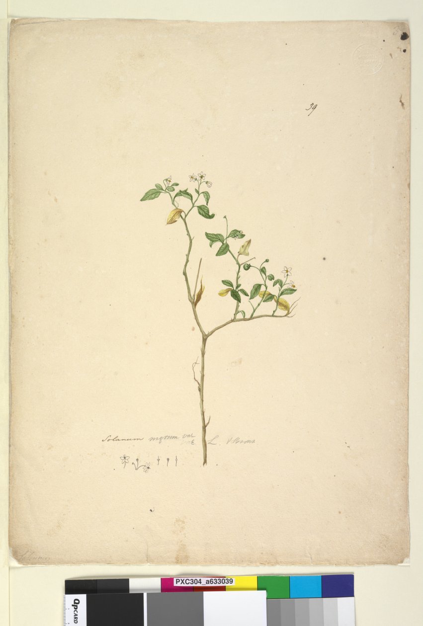 पृष्ठ 39. सोलनम निगम, c.1803-06 (wc, pen, स्याही और पेंसिल) द्वारा जॉन विलियम लेविन