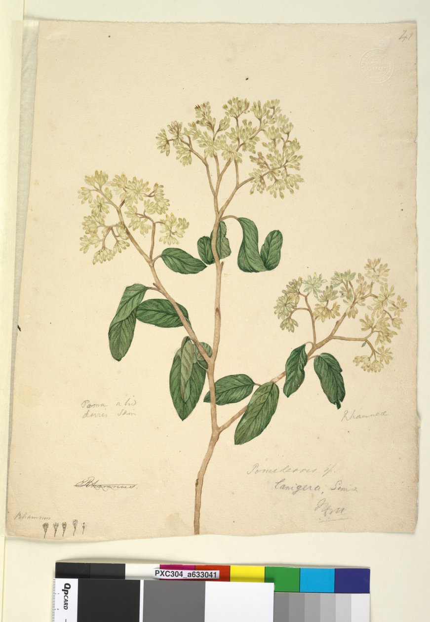 पृष्ठ 41. पोमादेरिस लानीगेरे, c.1803-06 (wc, pen, ink and pencil) द्वारा जॉन विलियम लेविन