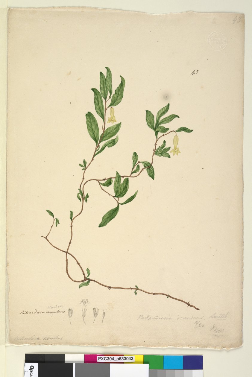पृष्ठ 43. बिलार्डिएरा स्कैंडेन्स, c.1803-06 (wc, pen, ink and pencil) द्वारा जॉन विलियम लेविन