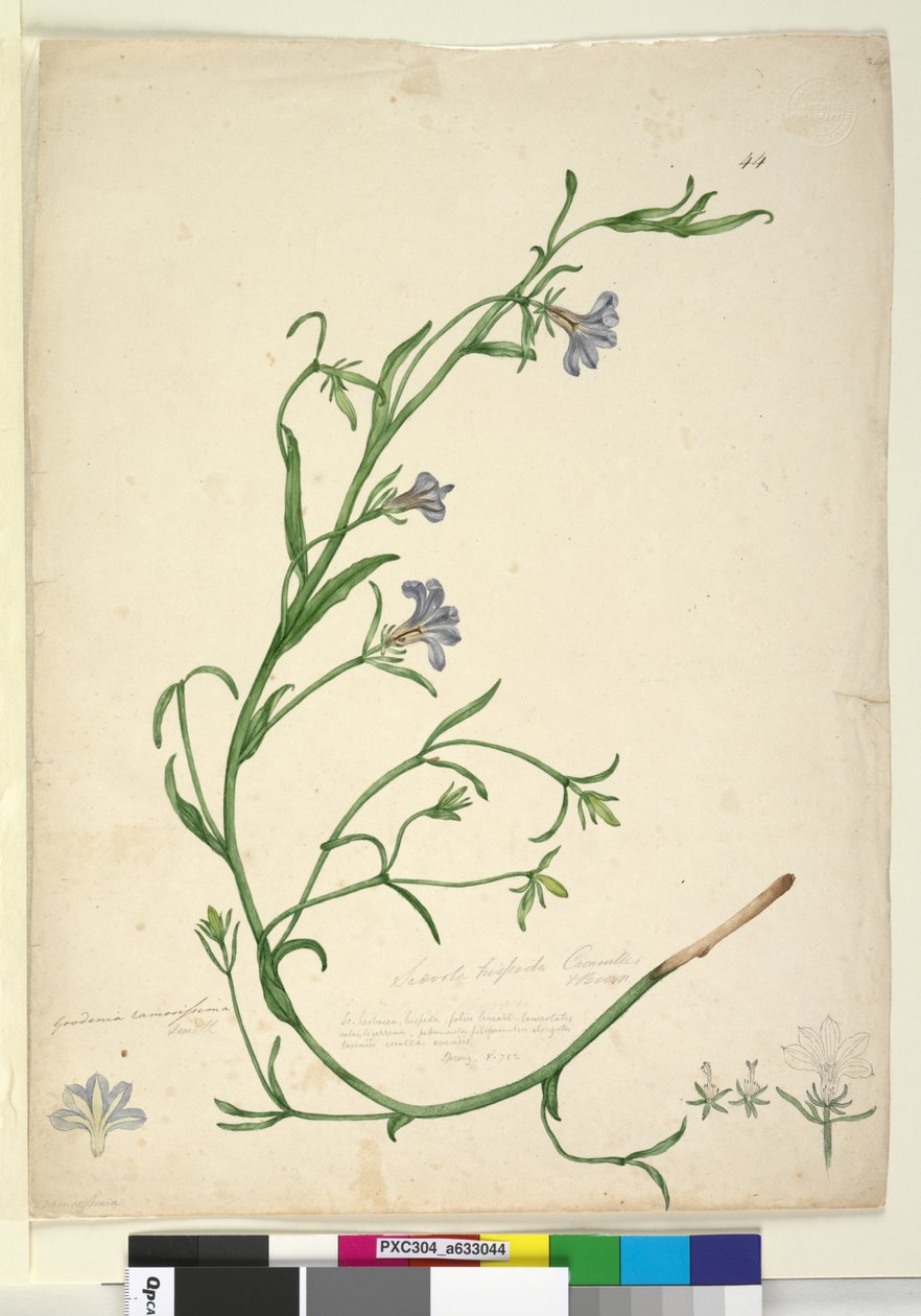 पृष्ठ 44. गुदेनिया रामोसिस्मा, c.1803-06 (wc, pen, ink and pencil) द्वारा जॉन विलियम लेविन