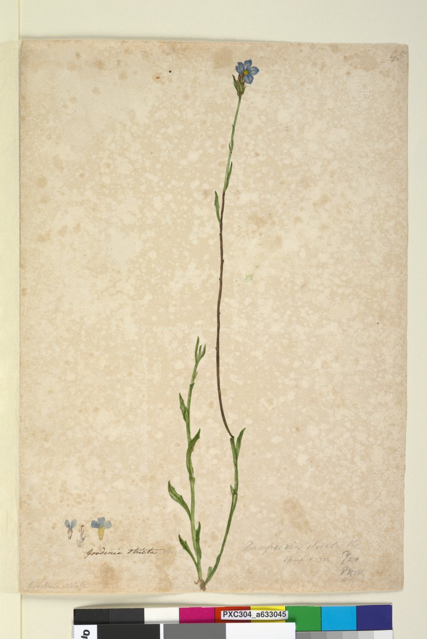 पृष्ठ 45. डम्पिएरा सिन्गा, c.1803-06 (डब्ल्यूसी, पेन, स्याही और पेंसिल) द्वारा जॉन विलियम लेविन